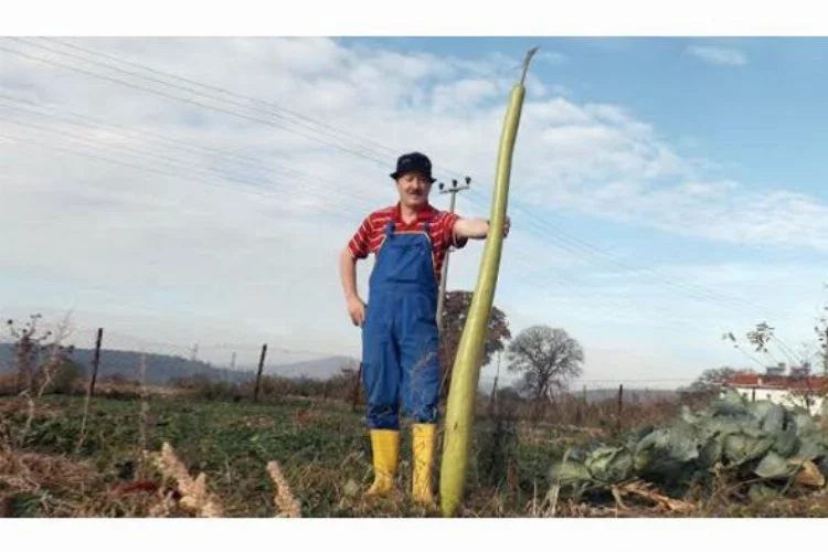 Bursa'da 2 metrelik kabak yetiştiriyor