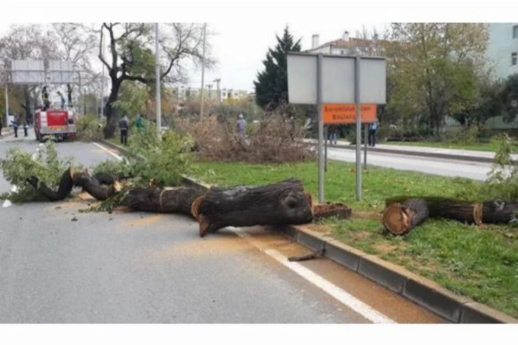 CHP'li belediyenin ağaç katliamı Muharrem İnce'yi de isyan ettirdi
