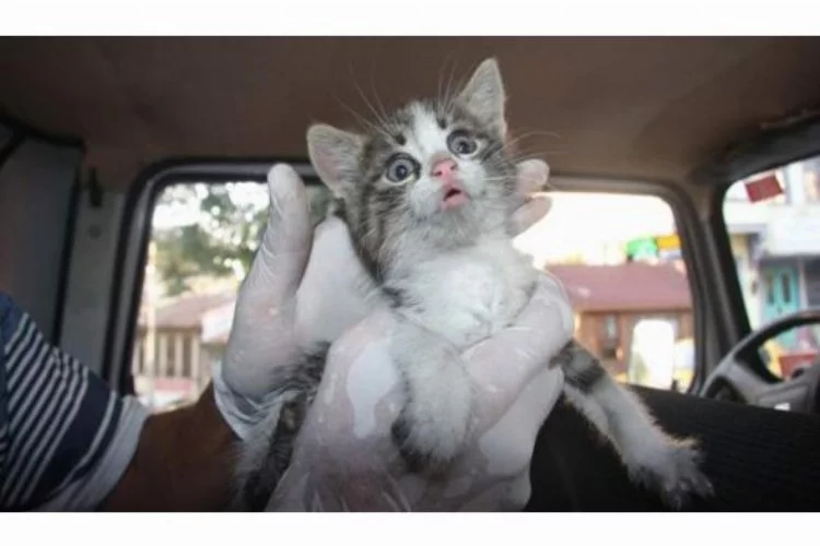 Bursa'da nefes kesen 'kedi kurtarma' operasyonu