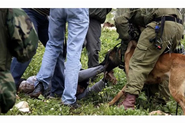 İsrailli askerlerden köpekli işkence