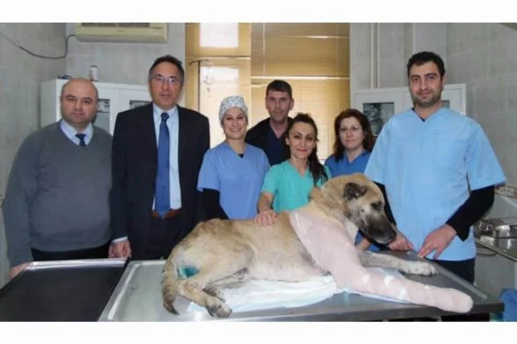 Günün en güzel haberi Bursa'dan! Yaralı köpek için seferber oldular