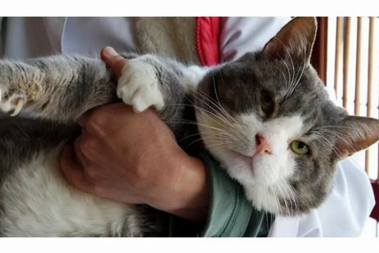 Bursa'da "Obez kedi" diyetle 4 ayda 5,5 kilogram verdi
