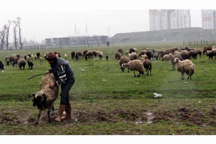 Bursa'da kamyonet koyun sürüsüne daldı!