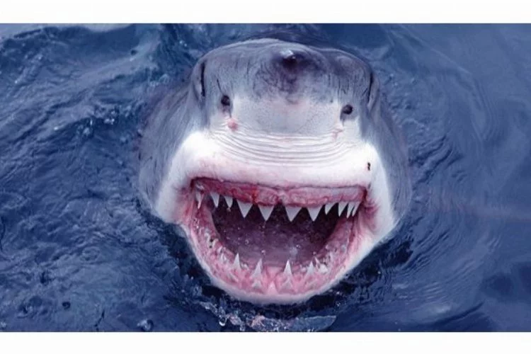Jaws faciası! Alman turist öldü