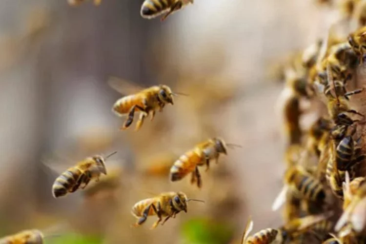 ABD'de mahkeme, arıları balık ilan etti