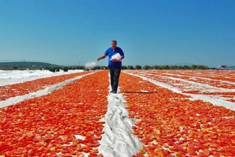 ABD ve Avrupa'nın kuru domatesi, Manisa'dan