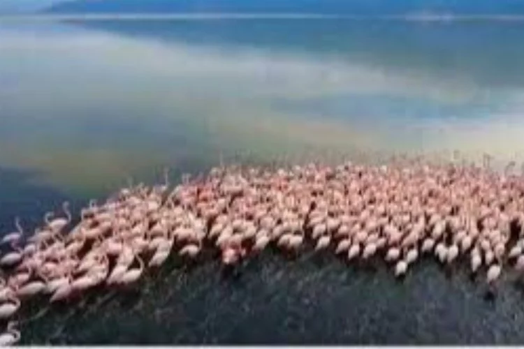 Acıgöl’de flamingolar böyle görüntülendi