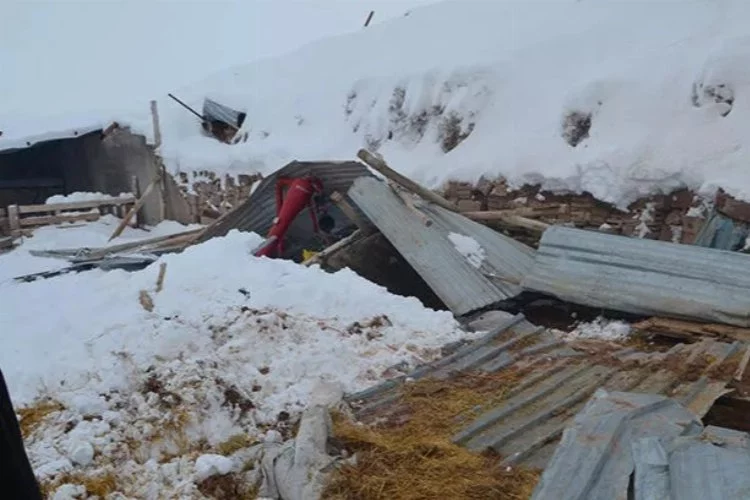 Ağılın çatısı çöktü: 30 koyun öldü