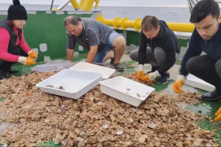 Aşırı avlanma Karadeniz'de deniz salyangozu stokunu yüzde 20 azalttı