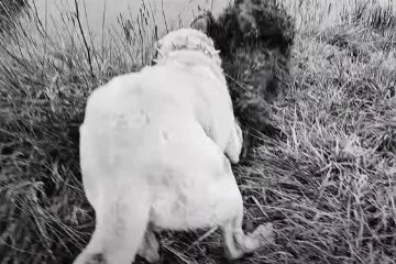 Ayı-köpek kavgası görüntüsü viral oldu! Ayıyı köpeğinden kurtaran çoban bu kez ayının hedefi oldu