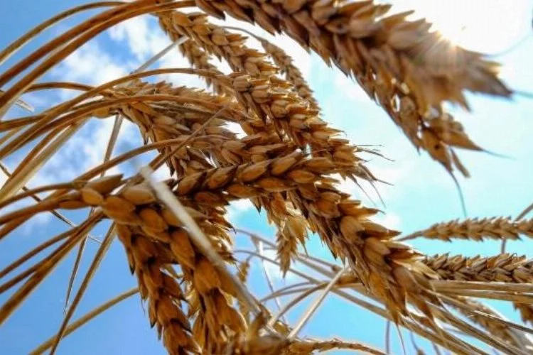 Bakanlıktan "Hindistan'dan buğday ithal edildiği" iddialarına yalanlama