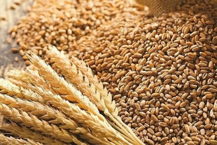 Bakanlıktan 'Hindistan'dan buğday ithal edildiği' iddiasına yanıt!