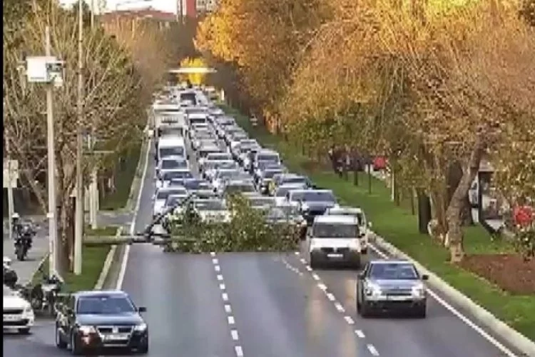 Bakırköy'de sahil yoluna ağaç devrildi: Trafik sıkıştı