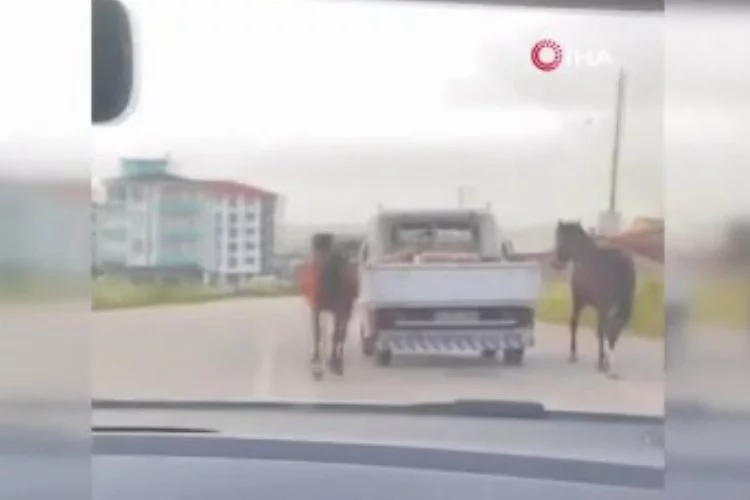 Bursa'da atları aracın arkasına bağlayıp koşturdular!
