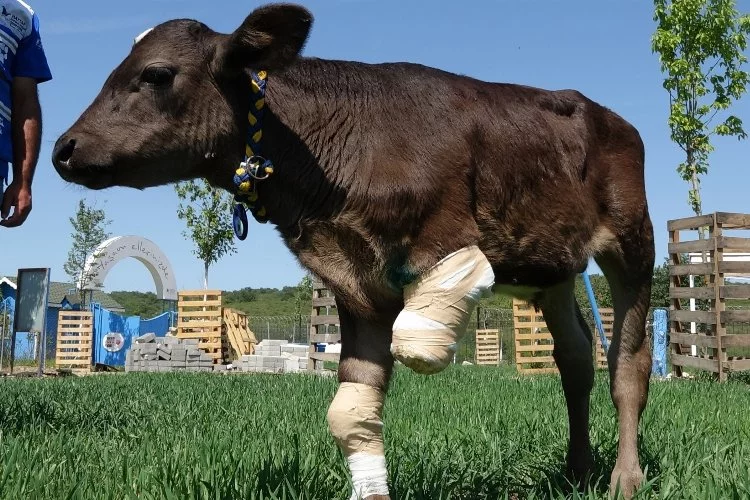Bursa'da bacağı kesilen buzağı Emekli Hayvanlar Çiftliği'nde