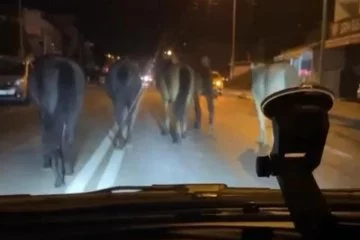 Bursa’da başıboş atlar trafikte tehlike saçtı!