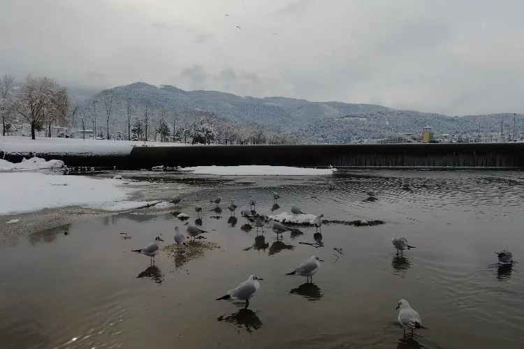Bursa'da buz tutan deredeki martıların kar banyosu yaptı