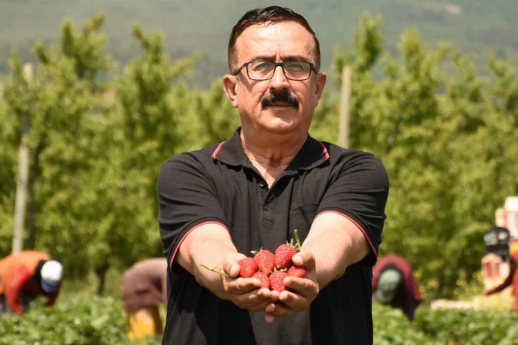 Bursa'da 'Çilek köyü'nde ilk hasat başladı
