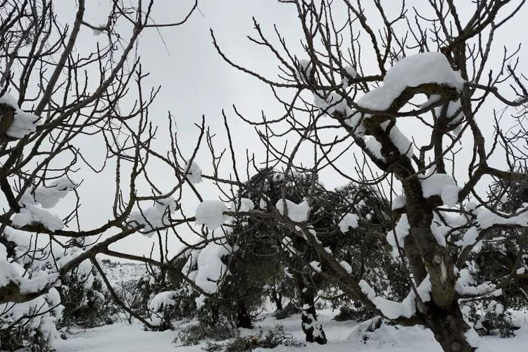 Bursa'da kardan zeytinlerin dalları kırıldı