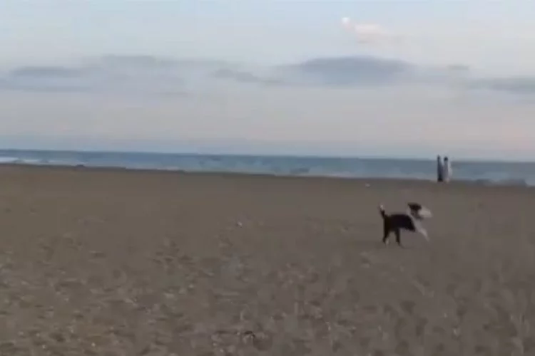 Bursa'da sahilde oturan gencin ayakkabısını köpek kaptı!