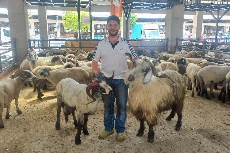 Bursa'da satılan bu keçiyi kesmek yürek! 5 bin liradan satışa çıktı