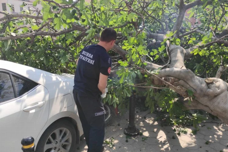Bursa'da üzerlerine ağaç devrilen 2 kadın yaralandı!