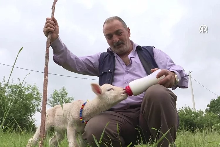 Bursa'daki Osman adlı kuzu sahibinin peşinden ayrılmıyor