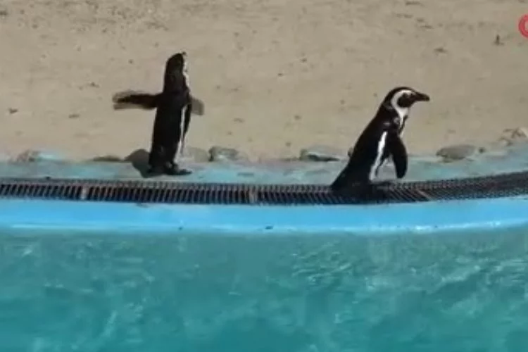 Bursa Hayvanat Bahçesi’nde penguen ailesine 2 yeni yavru daha katıldı