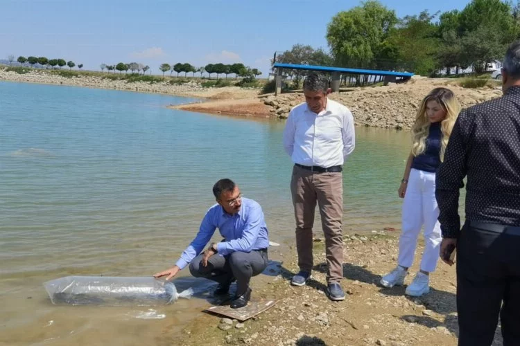 Bursa İnegöl'de 7 bin sazan yavrusu suya salındı