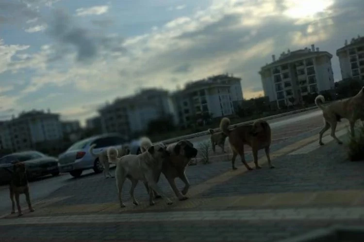 Bursa'nın o mahallesinde "başıboş köpekler" sokakları istila etti!