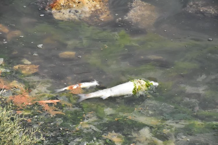 Çakalburnu Lagünü'nde oksijen tükendi, balıklar öldü