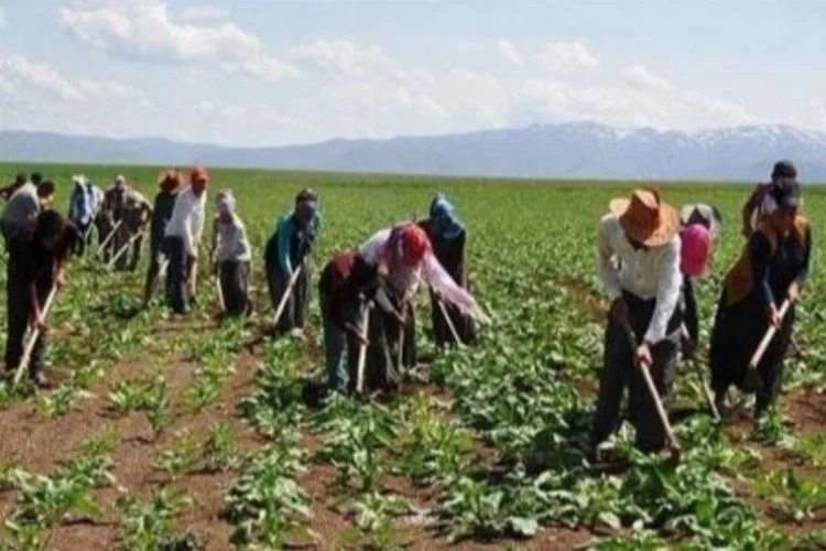 Cumhurbaşkanı imzaladı, Resmi Gazete'de yayımlandı: Mevsimlik tarım işçileriyle ilgili yeni düzenleme