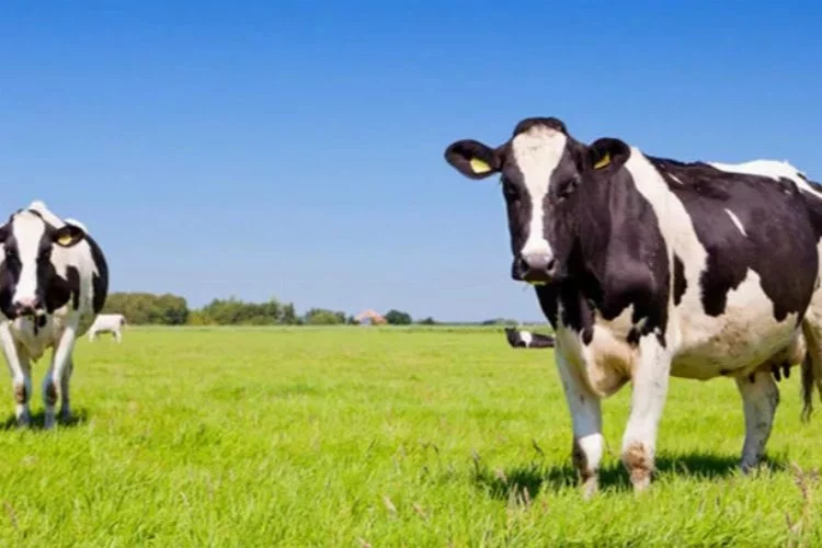 Çyırda otlayan inekler çevreye zarar verip verecek mi?
