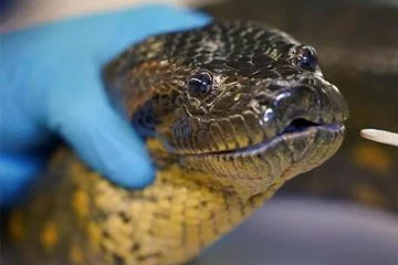 Dünyanın en büyük yılanı Amazon anakondasının yeni bir türü keşfedildi