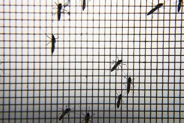 Ege ve Akdeniz'de sivrisinek yoğunluğu azalabilir