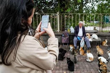 Emekli maaşınla 800 kediyi besliyor: Ben onların babasıyım