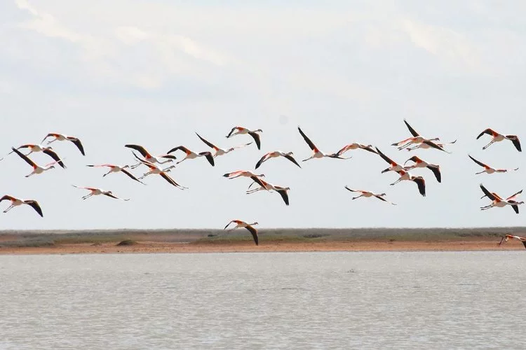 Flamingolar Tuz Gölü'nde