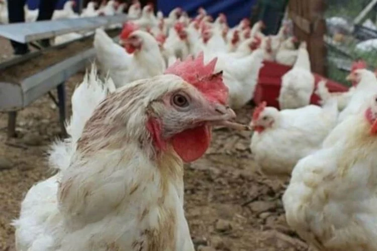 Bursa'da hayvan barınağı alev aldı, yüzlerce tavuk telef oldu