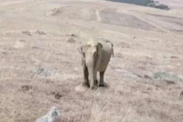Hayvan otlatırken karşısında fil gördü! Ardahan'da çekilen fotoğraflar ortalığı karıştırdı! Jandarma her yerde o fili arıyor