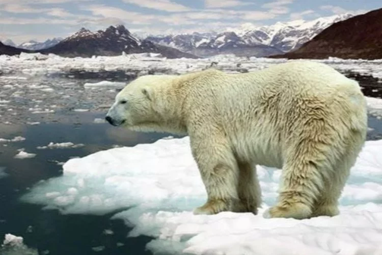 İklim değişikliğine adapte olmayı başaran kutup ayıları keşfedildi
