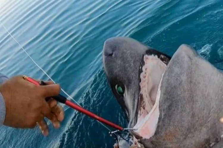 İlker Reis, 500 kiloluk camgöz köpekbalığı avladı!