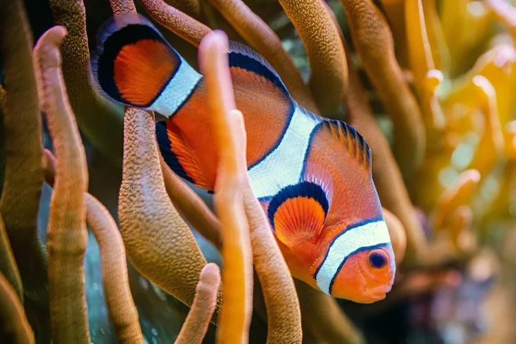 Japon bilim insanları: Nemo'lar yalnız kalmayı seviyor