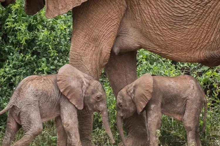 Kenya'da bir fil ikiz doğurdu