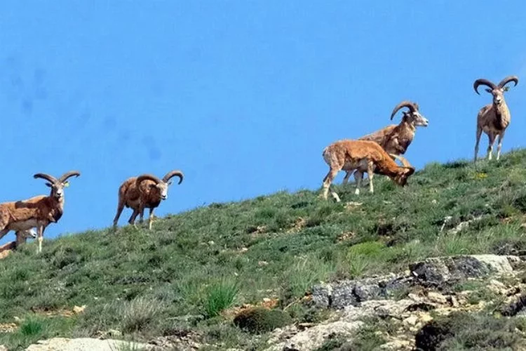 Kırşehir’de Anadolu yaban koyunları fotokapanla görüntülendi