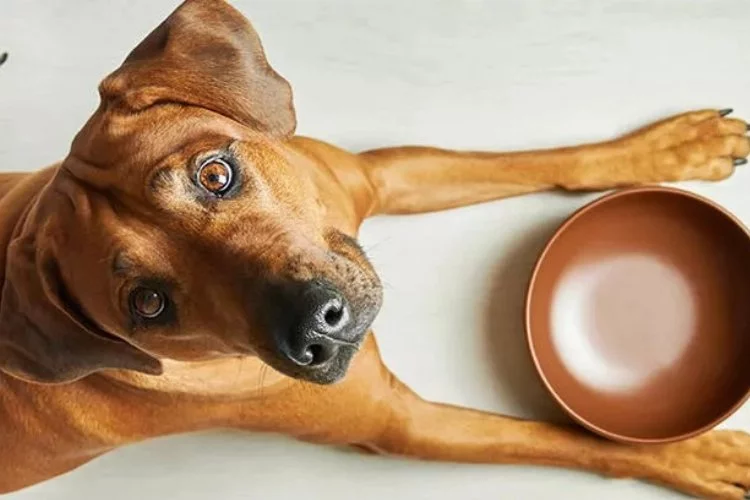 Köpeklerin güvenle yiyebileceği insan yiyecekleri