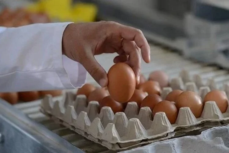 Kuş gribinin yeniden ortaya çıkması yumurta fiyatlarını artırdı!