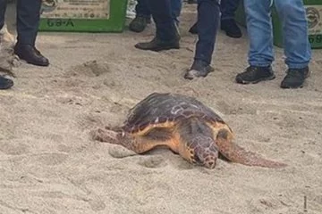 Kuşadası'nda tedavisi tamamlanan 3 deniz kaplumbağası törenle denize salındı