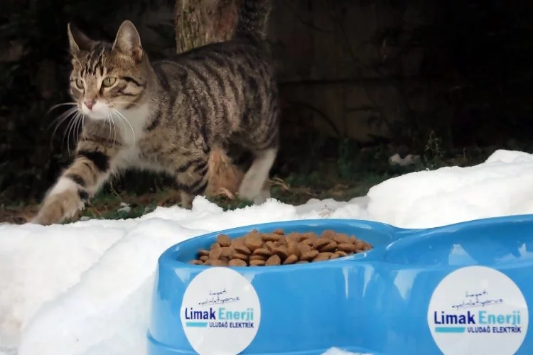 Limak, Bursa'da sokak hayvanlarını unutmadı