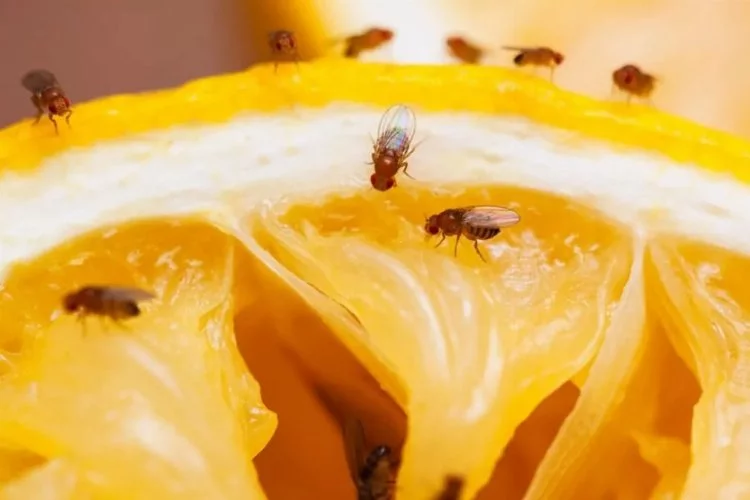 Meyvelerden sinekleri uzaklaştırıyor! 1 bardağı yetiyor