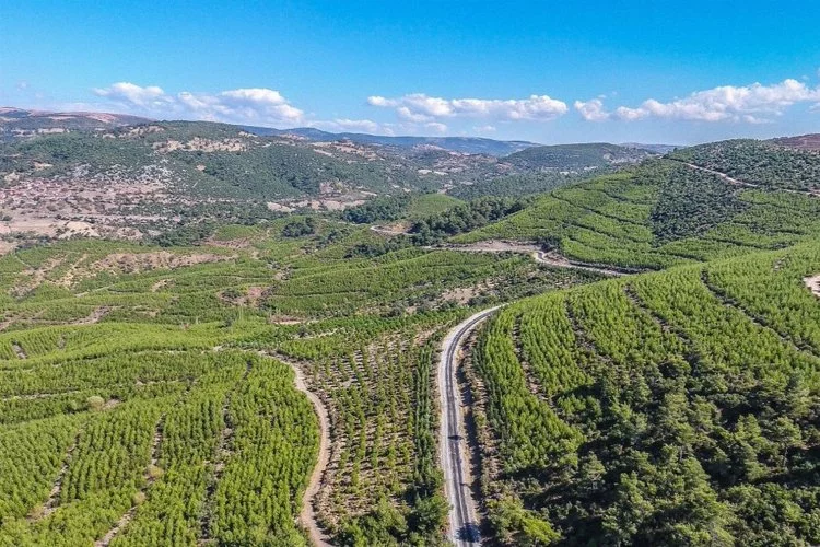 Milli Emlak, Bursa'daki dev orman arazisini satışa çıkarmaya hazırlanıyor!